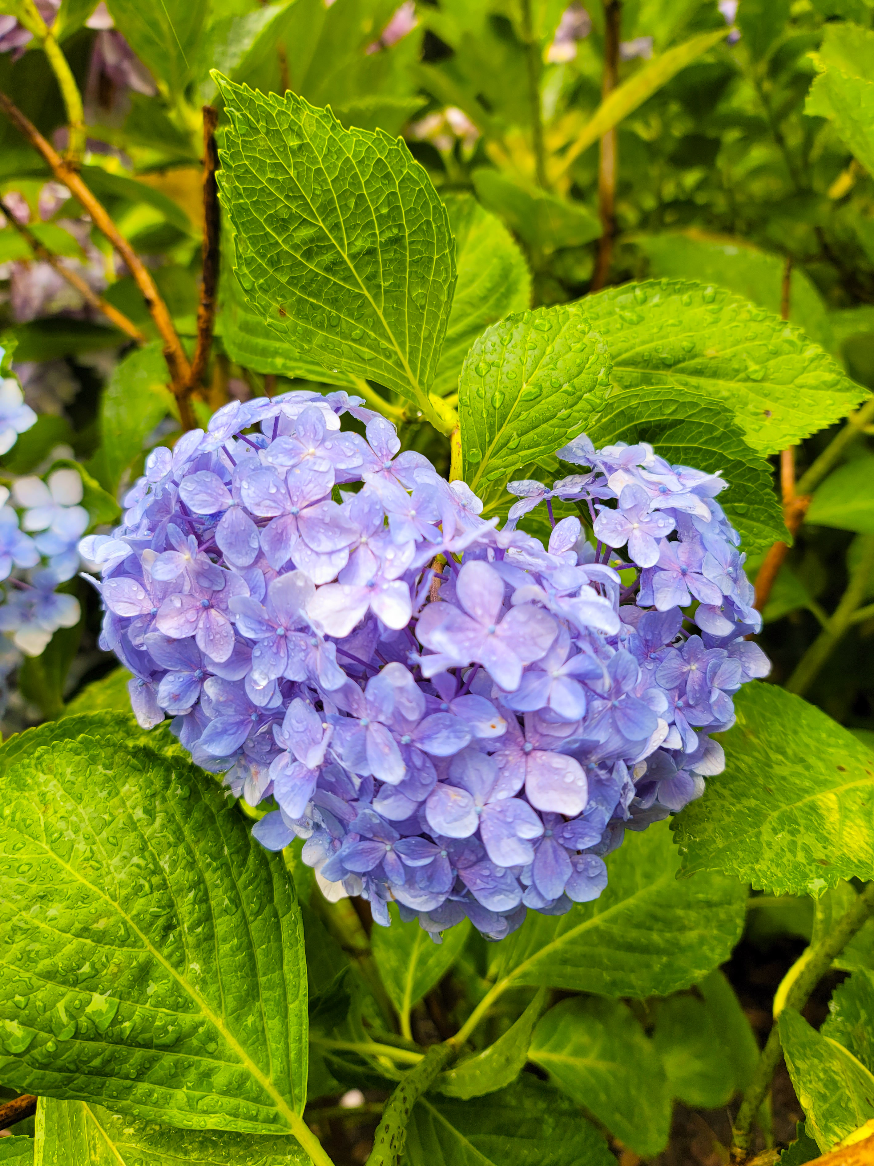 和歌山県 和歌山城の紫陽花 和歌山城の紫陽花 梅雨入りし 雨粒がしたたる紫陽花 はとてもきれいです そして散策していると 偶然にも可愛いハート型の紫陽花を発見してパシャリ 紫陽花 アジサイ 和歌山城 梅雨 あじさい Wakayama 和歌山