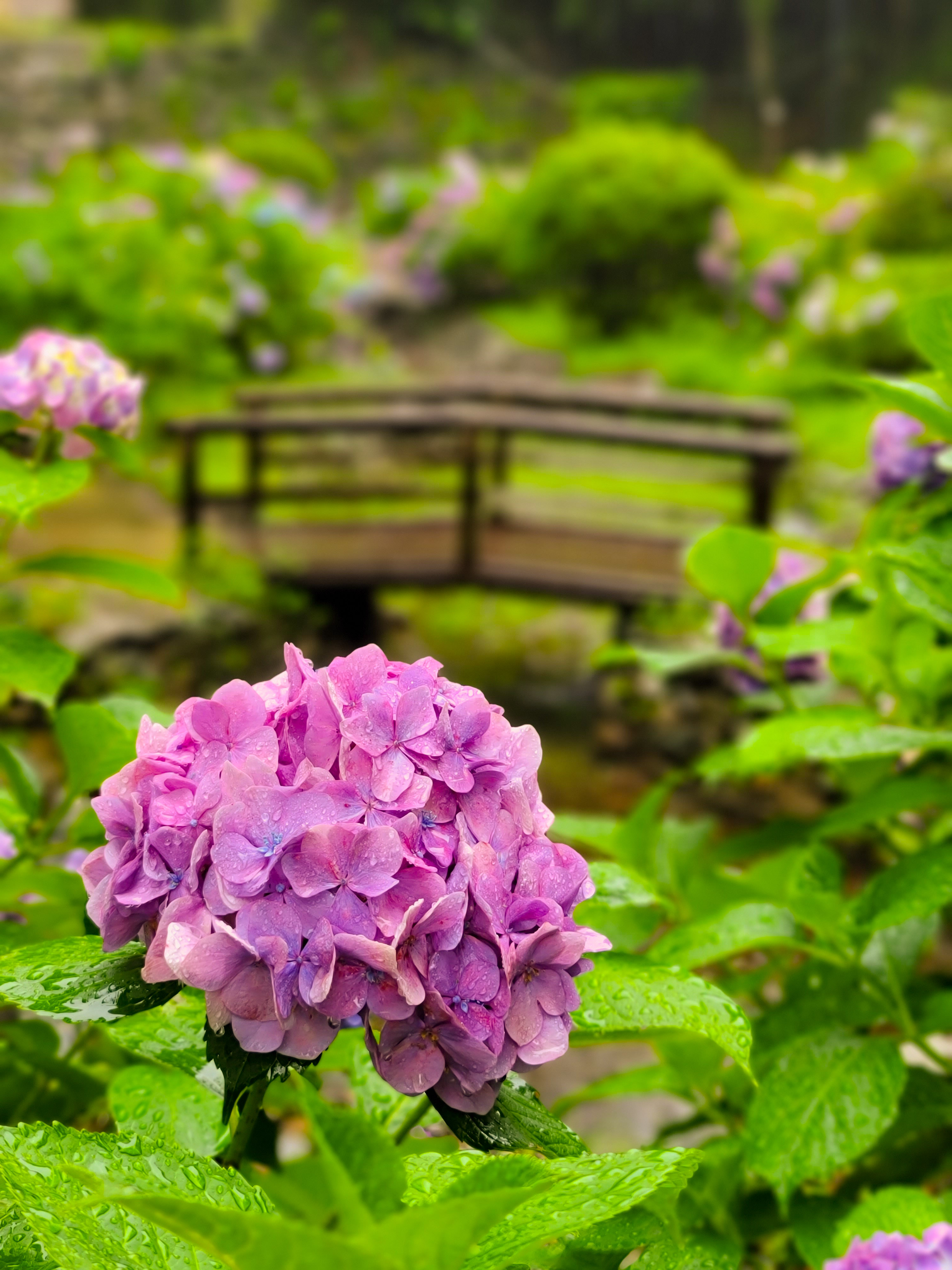 和歌山県 和歌山城の紫陽花 和歌山城の紫陽花 梅雨入りし 雨粒がしたたる紫陽花 はとてもきれいです そして散策していると 偶然にも可愛いハート型の紫陽花を発見してパシャリ 紫陽花 アジサイ 和歌山城 梅雨 あじさい Wakayama 和歌山
