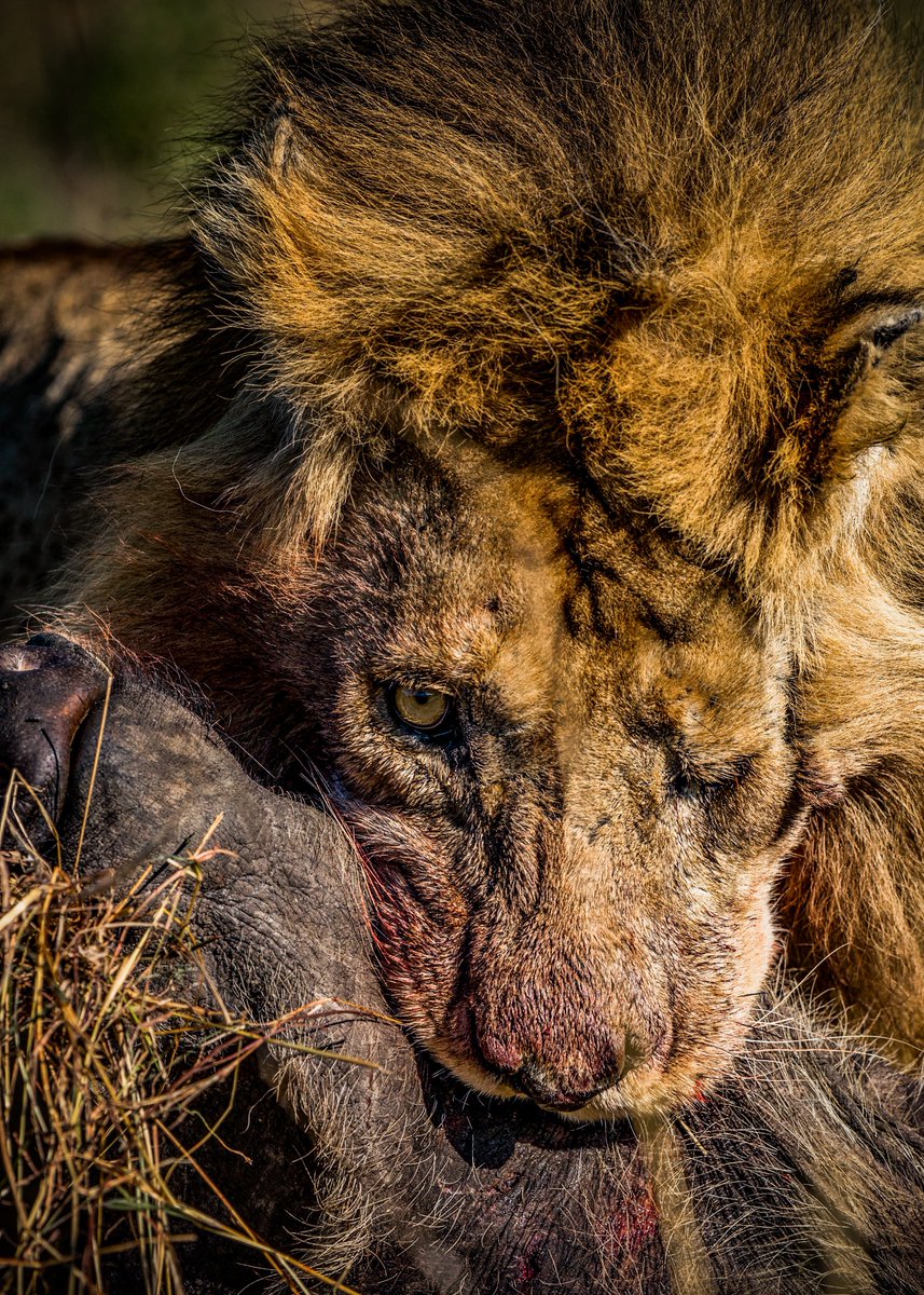 動物写真 Twitter Search