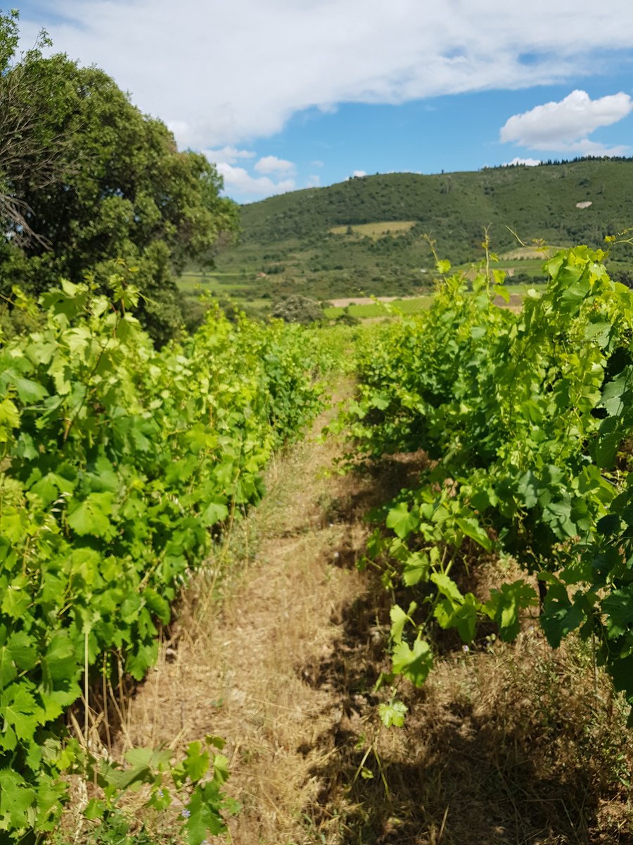 veromascoris's tweet photo. Avant, après, redresser le Vermentino si prolixe n'est pas une mince affaire !! 💪
Je vrille, tu vrilles..etc.. !
Et Mr Grenache, si sensible sous ses airs de gros bras, adepte de la coulure cette année encore..
#MasCoris #PicdeVissou #vinsbio
#handmade https://t.co/flSscG20jT