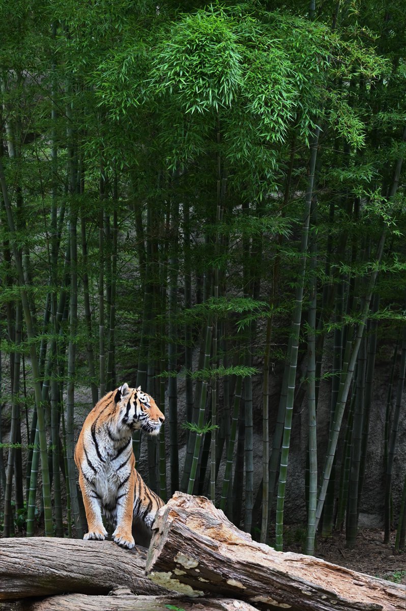 浜松市動物園では 虎と竹の屏風絵さながらの組み合わせが見れて 一休さん 親和性高くてめちゃかっこいいので見て Togetter