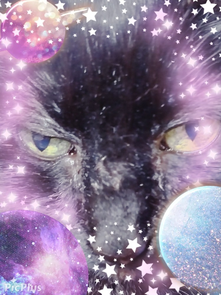 TheFloofParadox tweet media