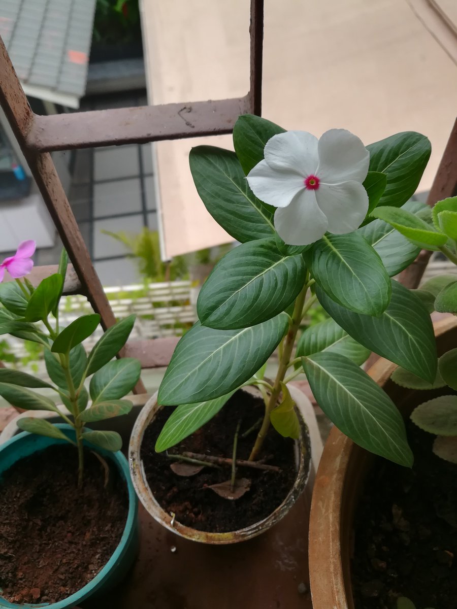 teatattler's tweet photo. Lined up some periwinkles for a group picture! ♥️

#Periwinkle #Vinca #Sadaphooli #GardenStories #UrbanLiving https://t.co/hCAuYnampx