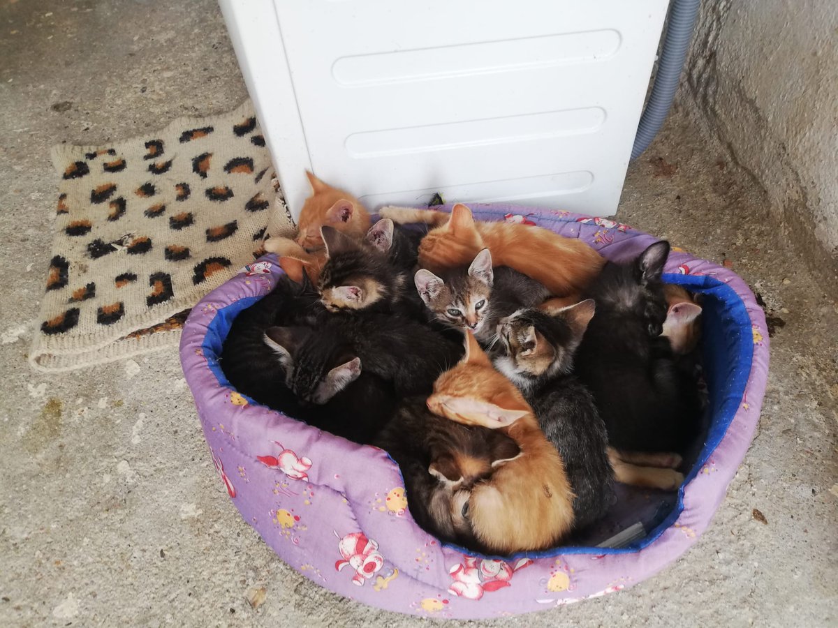 SoyUlrike's tweet image. Nos han entrado 20 bebés y no tenemos dónde meterles.Están desnutridos y algunos tienen los ojitos mal, necesitan medicación. 

Urgente buscar acogidas. Si alguien puede, DM. Madrid y alrededores.

Por favor, RT.