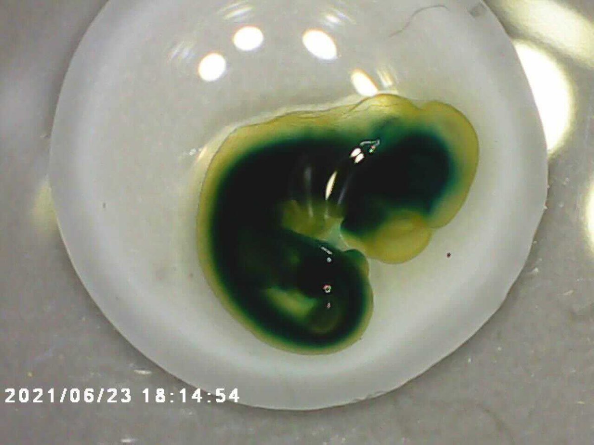 DFB_UM's tweet photo. During the mouse embryo lab, our students had the opportunity to identify different gene expression patterns in mouse embryos! 🐁 We have a WT, and the mystery genes expressed are: Shh, Hhip1 & Ptch1. Can you guess which one is which? 🤔#DFB2021 https://t.co/rNdB1uXWCb