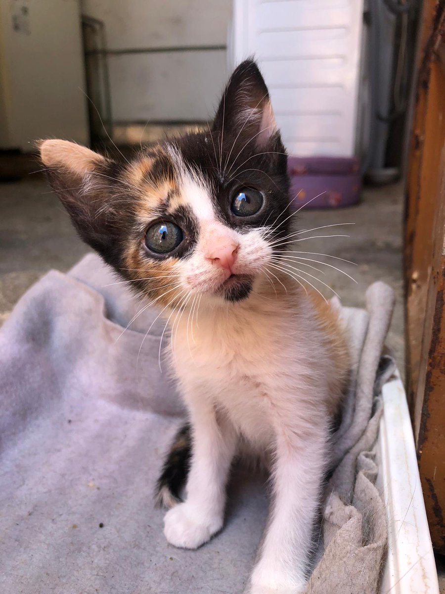 SoyUlrike's tweet image. Nos han entrado 20 bebés y no tenemos dónde meterles.Están desnutridos y algunos tienen los ojitos mal, necesitan medicación. 

Urgente buscar acogidas. Si alguien puede, DM. Madrid y alrededores.

Por favor, RT.