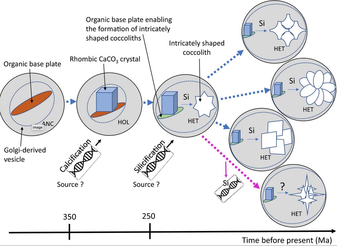 Thomas Mock (@th_mock) on Twitter photo 'Silicon drives the evolution of complex crystal morphology in calcifying algae'
My new commentary in <a href="/NewPhyt/">New Phytologist</a>
nph.onlinelibrary.wiley.com/doi/10.1111/np…
Inspired by this exciting (paradigm shift) new paper by Gerald Langer @GLWheeler2 <a href="/BiominLab/">Gal Lab</a> @DrCEWalker et al. 👏👍
nph.onlinelibrary.wiley.com/doi/10.1111/np… 'Silicon drives the evolution of complex crystal morphology in calcifying algae'
My new commentary in <a href="/NewPhyt/">New Phytologist</a>
nph.onlinelibrary.wiley.com/doi/10.1111/np…
Inspired by this exciting (paradigm shift) new paper by Gerald Langer @GLWheeler2 <a href="/BiominLab/">Gal Lab</a> @DrCEWalker et al. 👏👍
nph.onlinelibrary.wiley.com/doi/10.1111/np…