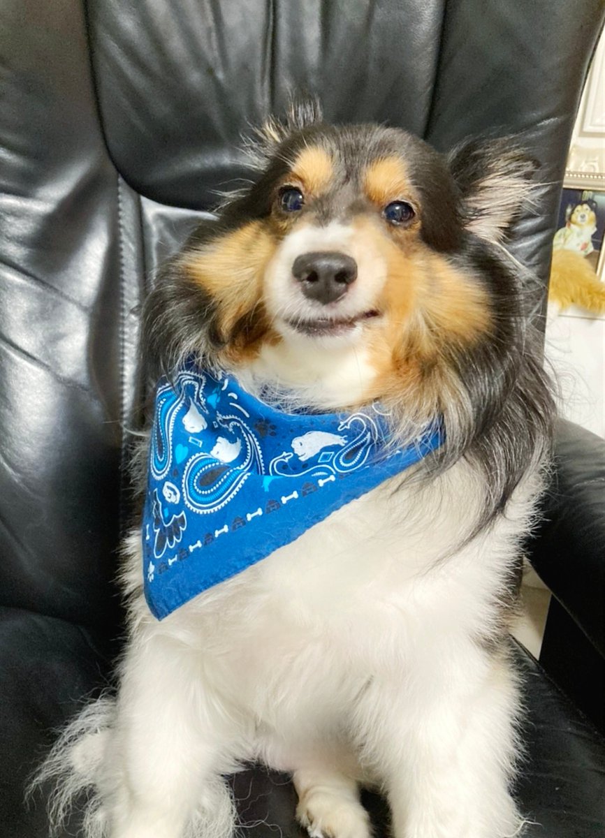 バンダナを巻かれて不服そうな犬です なめ子のイラスト