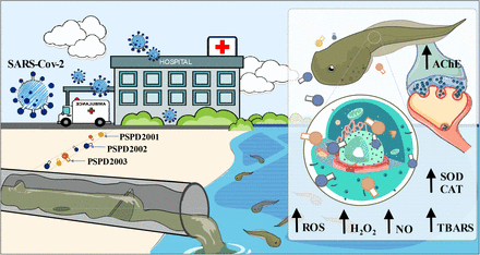 DrJohnB2's tweet photo. #SARSCoV2 spike protein peptides (PSDPs) get into the wastewater and they can cause damages to tadpoles: https://t.co/4SZKiByydq
PSDPs are toxic.
Is the urine of people who got the #CovidVaccine also toxic due to the PSDPs it could contain? Should be studied immediately! https://t.co/YgWNNHiNNI