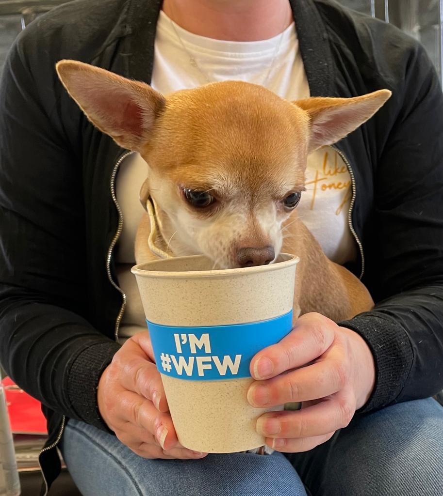 WSBiscuitF's tweet photo. #WFW with Seb today 🐕 

@maintainabuild @workspacegroup https://t.co/uqeMHUgiUV