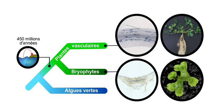 CNRS_Toulouse's tweet photo. Valider cette hypothèse vieille de 40 ans permet de comprendre une étape qui a été primordiale au développement de la vie sur Terre. Ces travaux sont issus de recherches menées au @LRSV_Toulouse et au #LIPME cc @CNRS @INEE_CNRS https://t.co/WZTlRrqeQc