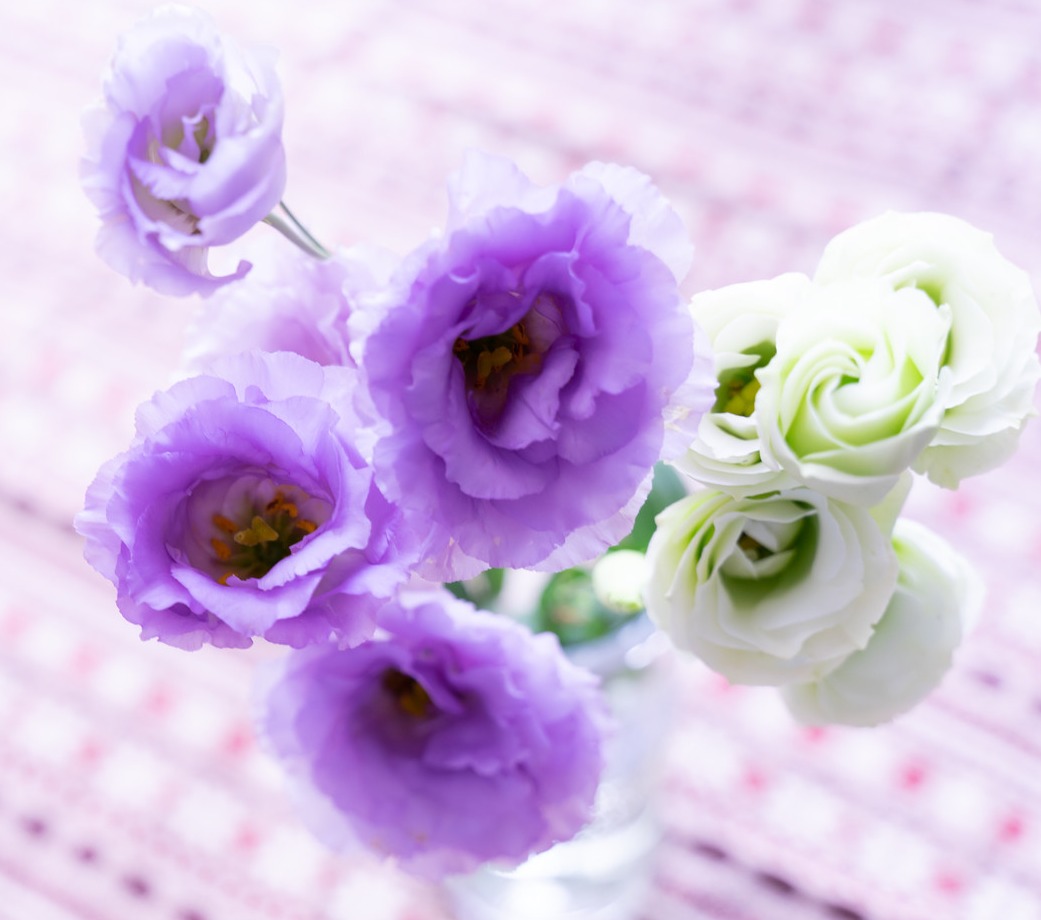 Yoake Flower 花贈り応援 トルコキキョウ 今が旬の花です 花言葉は優美 希望 すがすがしい美しさ 実は キキョウの仲間ではなくリンドウ科 原種がキキョウに似ていて 花の形がトルコのターバンのように見えることから 名づけられたという説が