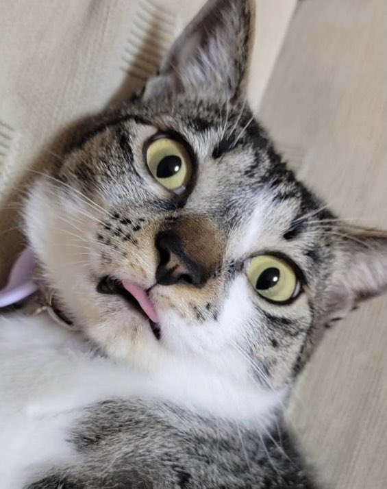 HaruMeru2020's tweet photo. ベロのしまい忘れ。
#保護猫
#猫のいる暮らし
#cat 
#CatsOfTwitter 
#姉妹猫 https://t.co/3ijRiEYXcp