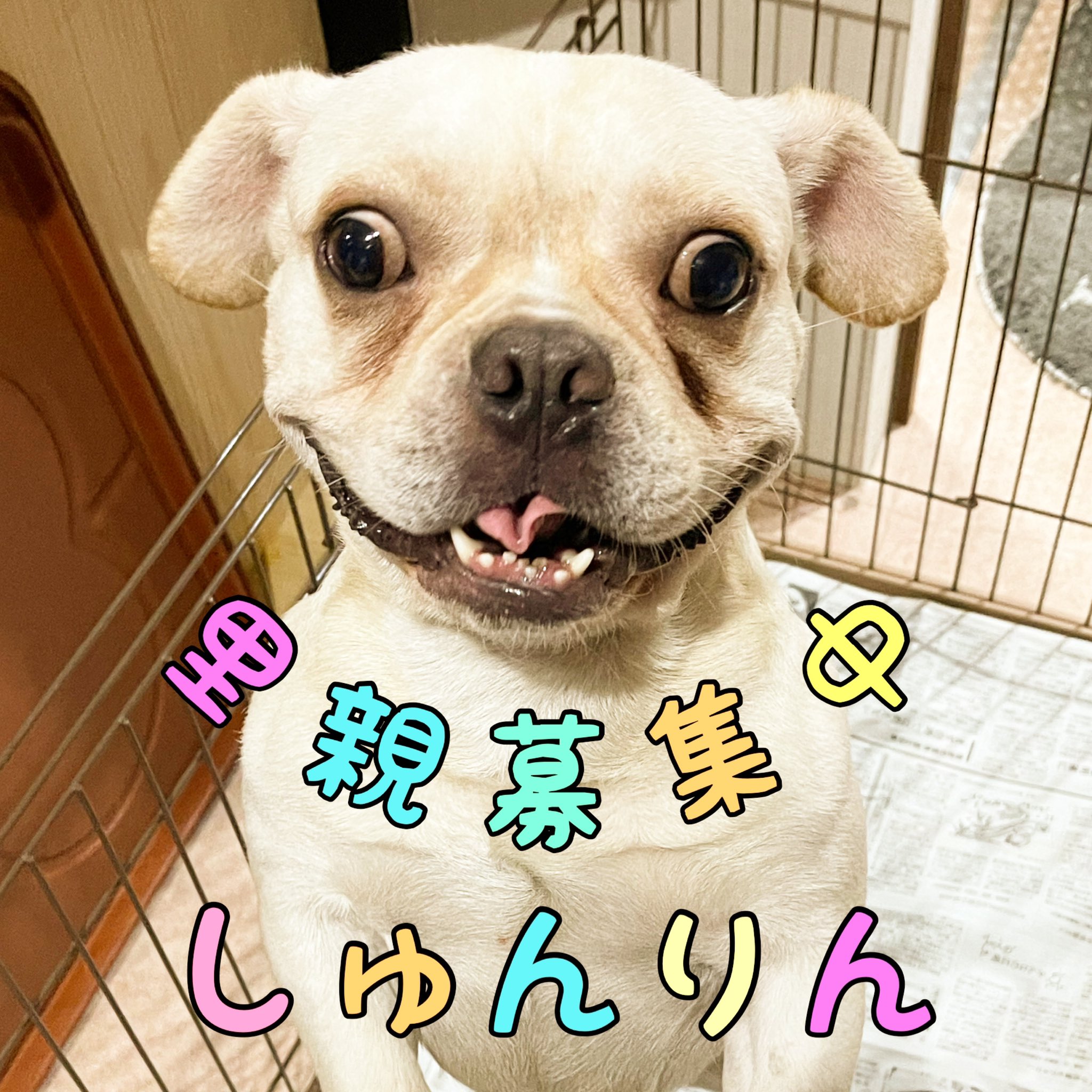 Twitter 上的 保護犬カフェ 鶴橋店 里親募集犬 体重14キロと大柄ですが いろんなことを知らないらしく些細なことで大袈裟にびっくりしちゃう しゅんりん お散歩やシャンプーもドタバタなので練習が必要です しっかり向き合ってくださる家族を募集しています