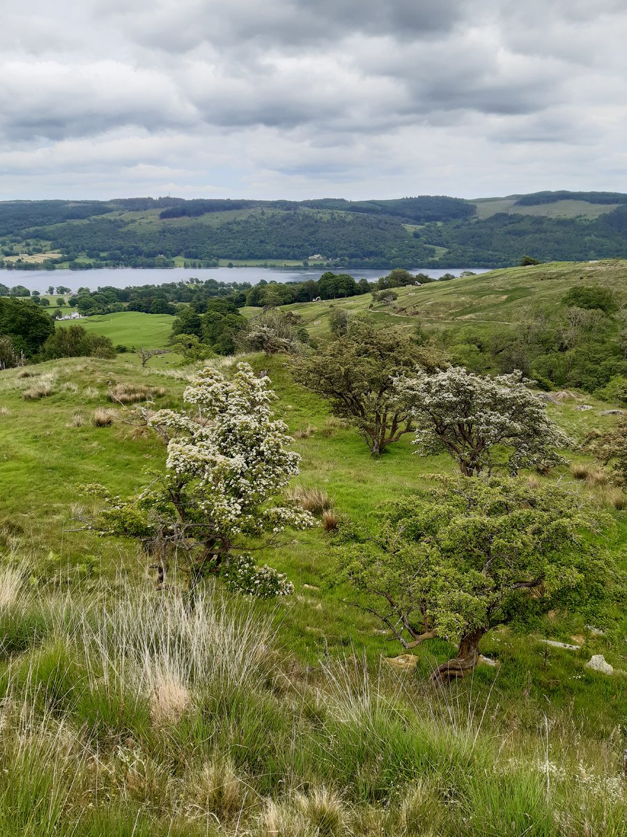 As we edge into summer, we're still enjoying the last of the spring #blossom here on the fells above Coniston. These hawthorn, part of the upland woodland pasture, provide the magic combination of pollen, nectar and seed sources for insects, birds and other wildlife.