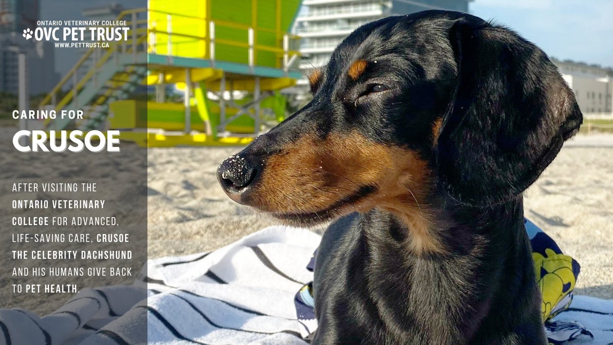 OVCPetTrust's tweet image. 🐾 After visiting the @OntVetCollege for advanced, life-saving care, Crusoe the @Celeb_Dachshund + his humans give back to pet health. 

❤️ Read Crusoe&apos;s story: ovc.uoguelph.ca/pettrust/news/…. 

🐶 Thank you to Crusoe&apos;s family + community of supporters for helping us #ImproveLife.