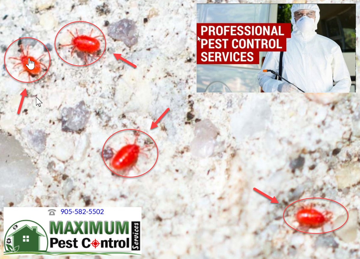 Maximum Pest Control On Twitter Do You Require Clover Mites Pest Control Https T Co Aygtjklnfr 905 582 5502 Oakville Burlington Hamilton Mississauga Https T Co O8yn7ugoud