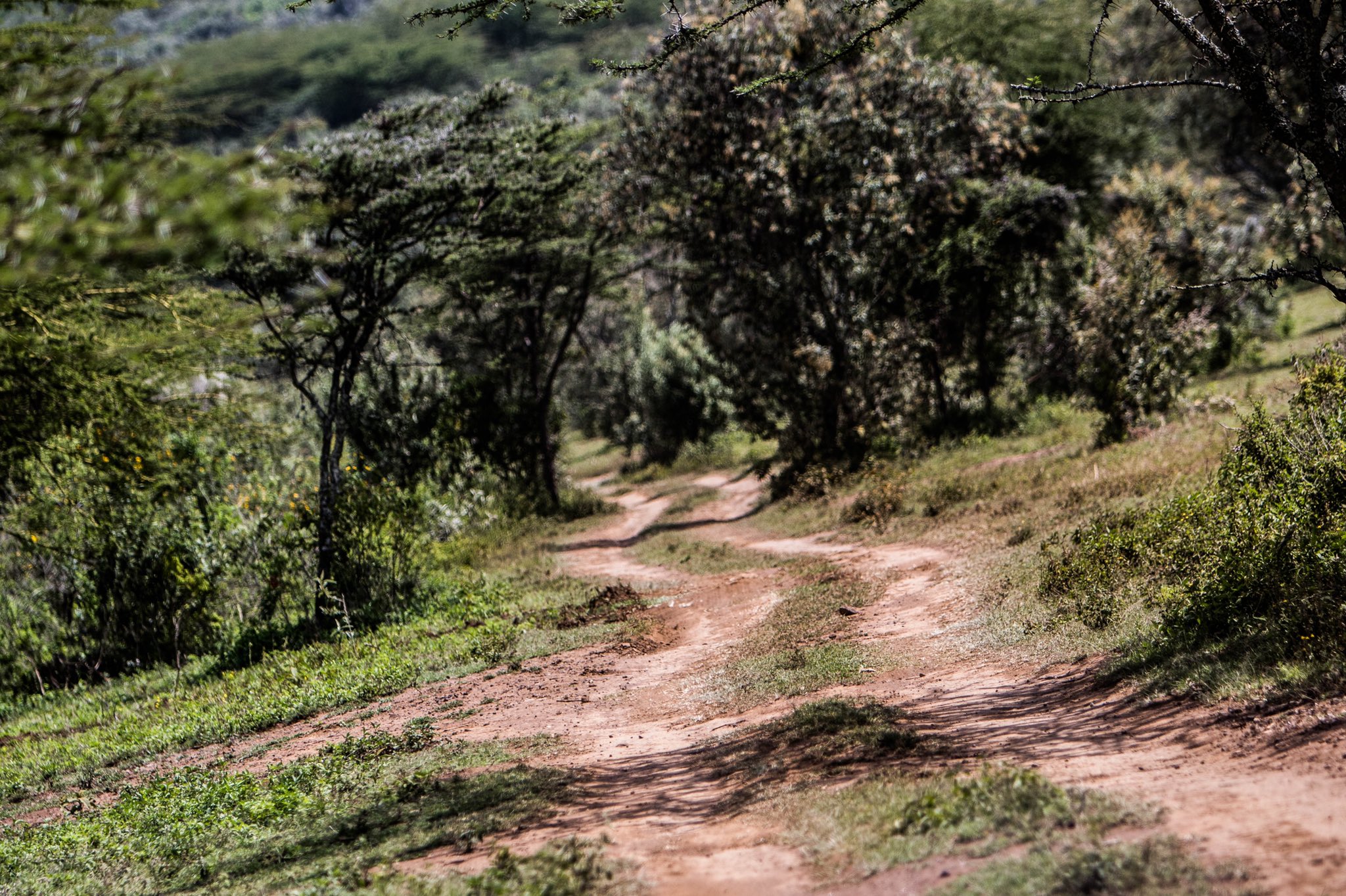 YarisWRC - WRC: Safari Rally Kenya [23-27 Junio] - Página 2 E4pL8Y6WEAI-im8?format=jpg&name=large