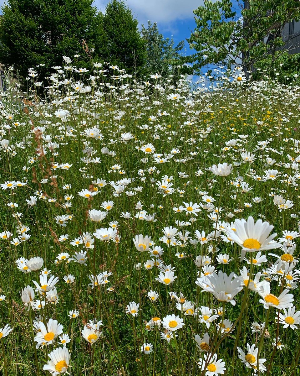 The daisies outside the Berrick Saul building are so tall! Thank you to <a href="/UoyGrounds/">uoy_grounds_and_gardens</a> for making campus so beautiful 🌸🌺