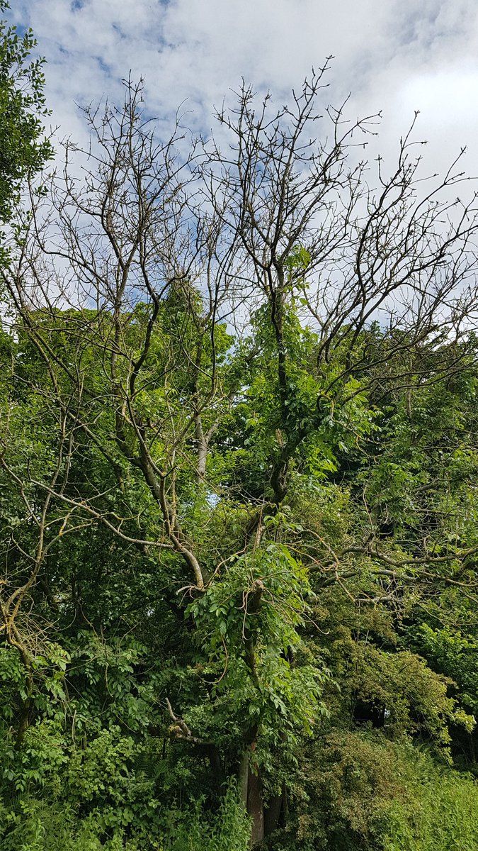 GeoffreyLayton's tweet photo. @LancashireCC There are 3 trees on the path between Ball Lane and Low Mill Bridge in Caton, adjacent to lights 86,88 &amp; 89 https://t.co/ZIGTj67nCd
