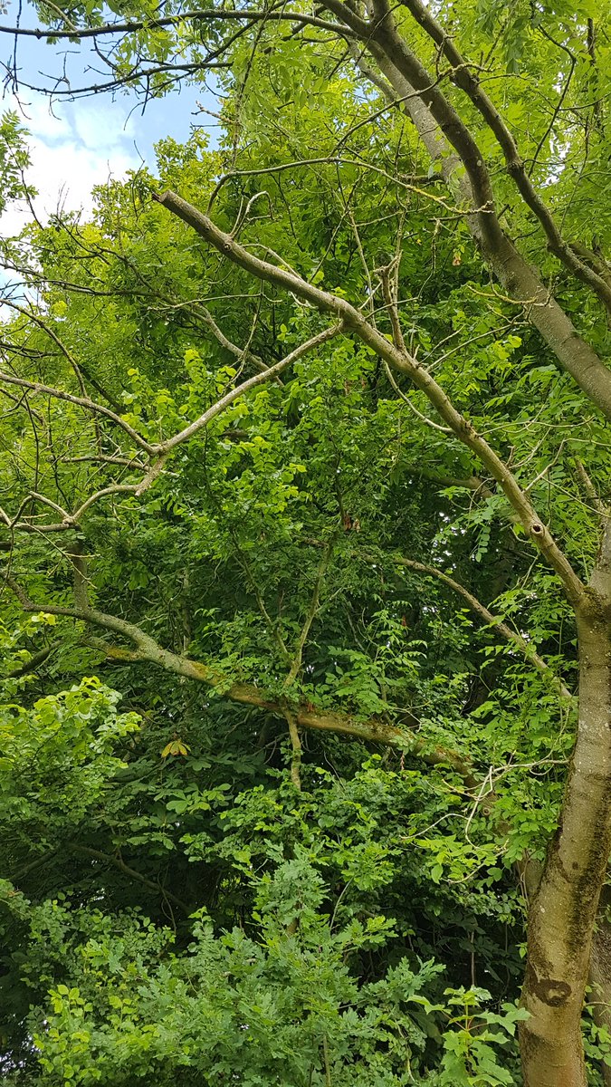 GeoffreyLayton's tweet photo. @LancashireCC There are 3 trees on the path between Ball Lane and Low Mill Bridge in Caton, adjacent to lights 86,88 &amp; 89 https://t.co/ZIGTj67nCd
