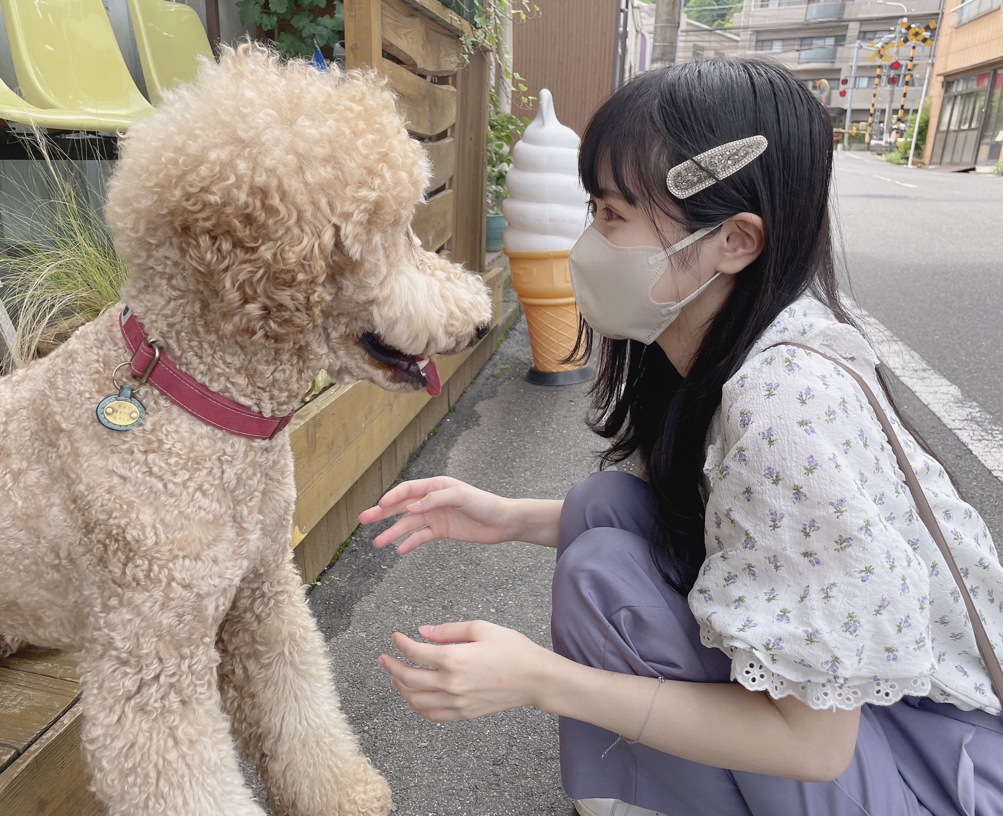 中村舞 カフェの看板犬に癒されました 西広島 カフェ Upup さん T Co Wmzjqdyqzm Twitter