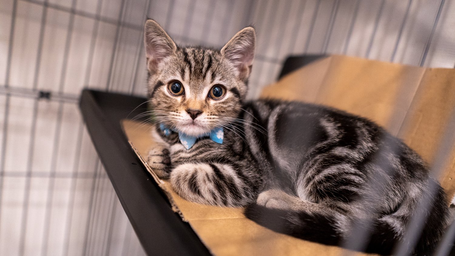 げんぴょん 猫ちゃんの名前ルフくんになりました カタカナです対戦よろしくおねがいします T Co S9xpi5xlfk Twitter