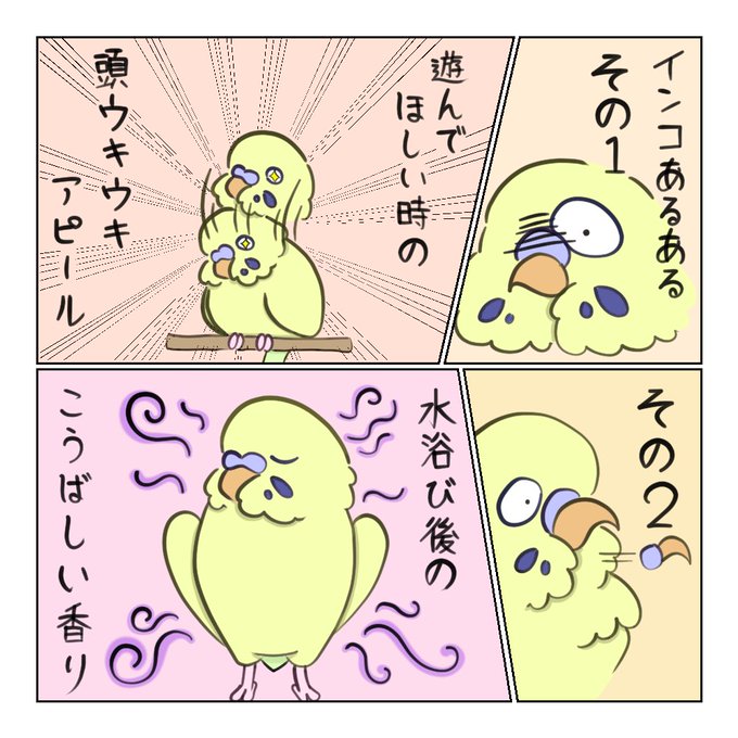 インコあるあるのtwitterイラスト検索結果
