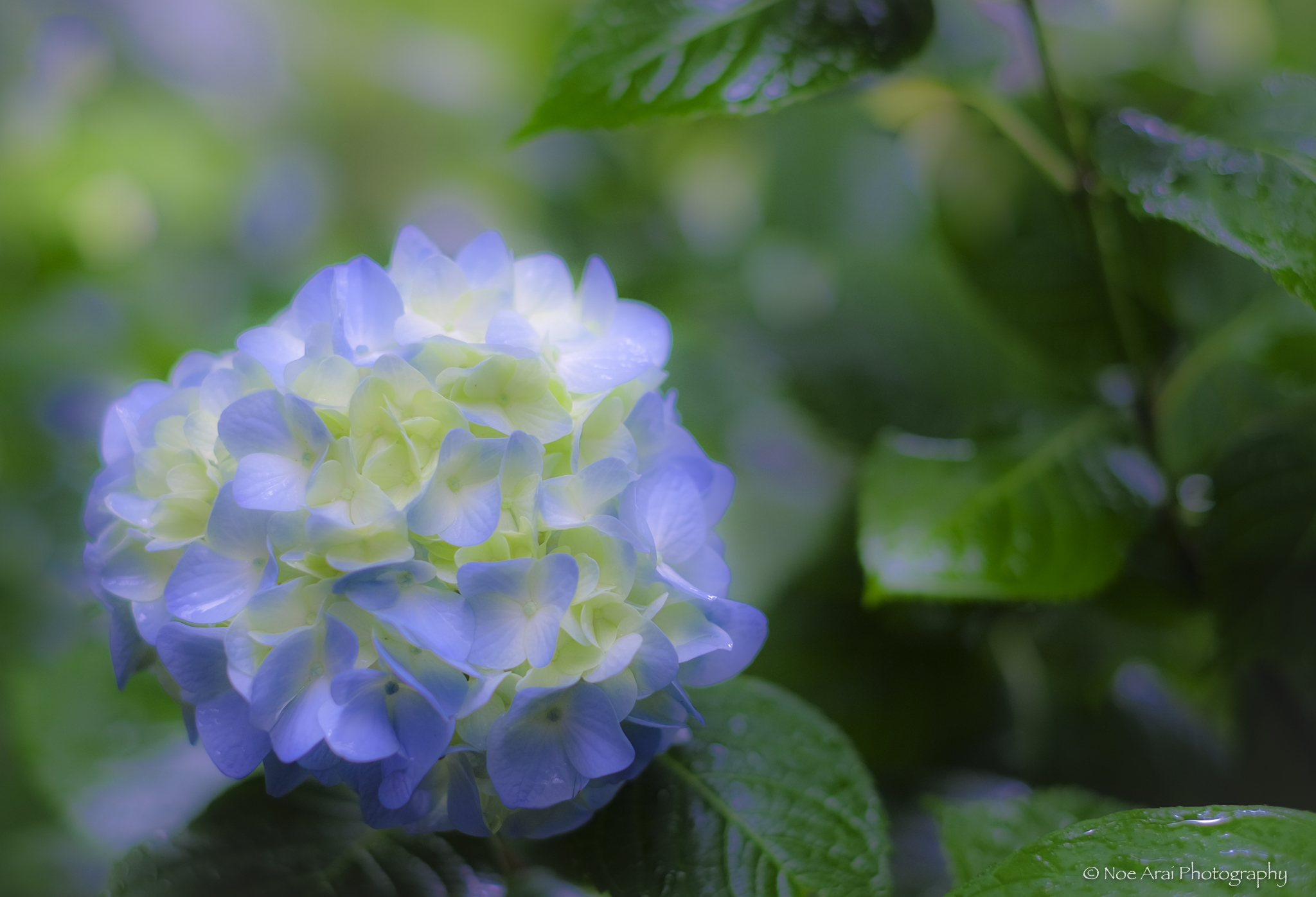 Noe Arai Fujifilm 写真家 雨の中 初々しく咲くあじさいの赤ちゃんです 良い夜をお過ごしください Flowers 紫陽花 Tokyocameraclub あじさい Fujifilm Natgeo Xt1 Xf35 Blue 東京カメラ部名画から学ぶ 鎌倉 神奈川県 花 花が好き