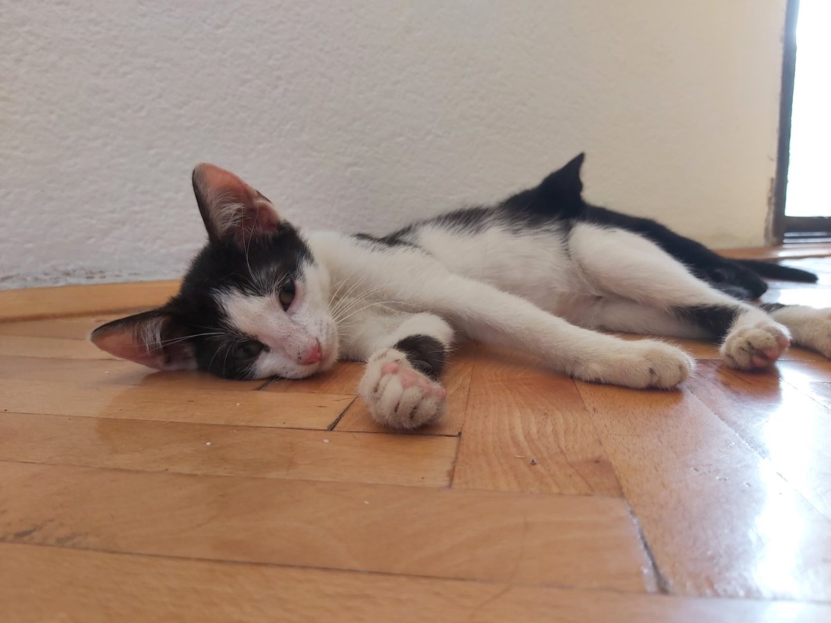 raspopovic83's tweet photo. Želi li neko jednu vreću buva na poklon ? https://t.co/IkLa9ToU4c