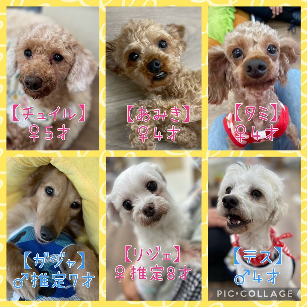 保護犬カフェ 保護猫カフェ 寺田町店 S Tweet 保護犬カフェ寺田町店 明日の里親さん募集メンバーです 本日も支援物資ありがとうございました コロナ予防のためマスク着用 手の消毒お願い致します 混雑時は入場制限させていただきます 席の譲り合いにご 保護犬カフェ 保護猫カフェ 寺田町店 S Tweet 保護犬カフェ寺田町店 明日の里親さん募集メンバーです 本日も支援物資ありがとうございました コロナ予防のためマスク着用 手の消毒お願い致します 混雑時は入場制限させていただきます 席の譲り合いにご