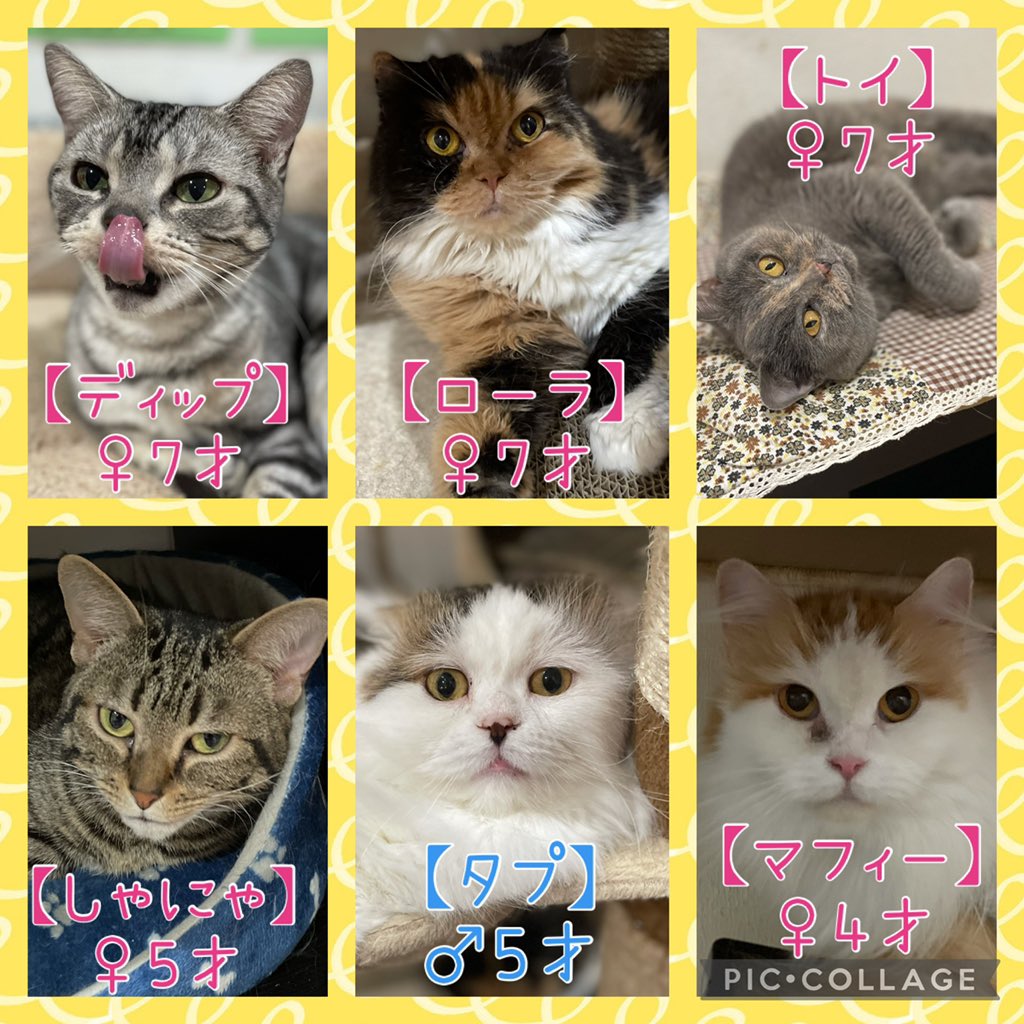 保護犬カフェ 保護猫カフェ 寺田町店 S Tweet 保護犬カフェ寺田町店 明日の里親さん募集メンバーです 本日も支援物資ありがとうございました コロナ予防のためマスク着用 手の消毒お願い致します 混雑時は入場制限させていただきます 席の譲り合いにご 保護犬カフェ 保護猫カフェ 寺田町店 S Tweet 保護犬カフェ寺田町店 明日の里親さん募集メンバーです 本日も支援物資ありがとうございました コロナ予防のためマスク着用 手の消毒お願い致します 混雑時は入場制限させていただきます 席の譲り合いにご