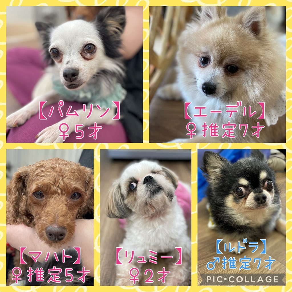 保護犬カフェ 保護猫カフェ 寺田町店 S Tweet 保護犬カフェ寺田町店 明日の里親さん募集メンバーです 本日も支援物資ありがとうございました コロナ予防のためマスク着用 手の消毒お願い致します 混雑時は入場制限させていただきます 席の譲り合いにご 保護犬カフェ 保護猫カフェ 寺田町店 S Tweet 保護犬カフェ寺田町店 明日の里親さん募集メンバーです 本日も支援物資ありがとうございました コロナ予防のためマスク着用 手の消毒お願い致します 混雑時は入場制限させていただきます 席の譲り合いにご