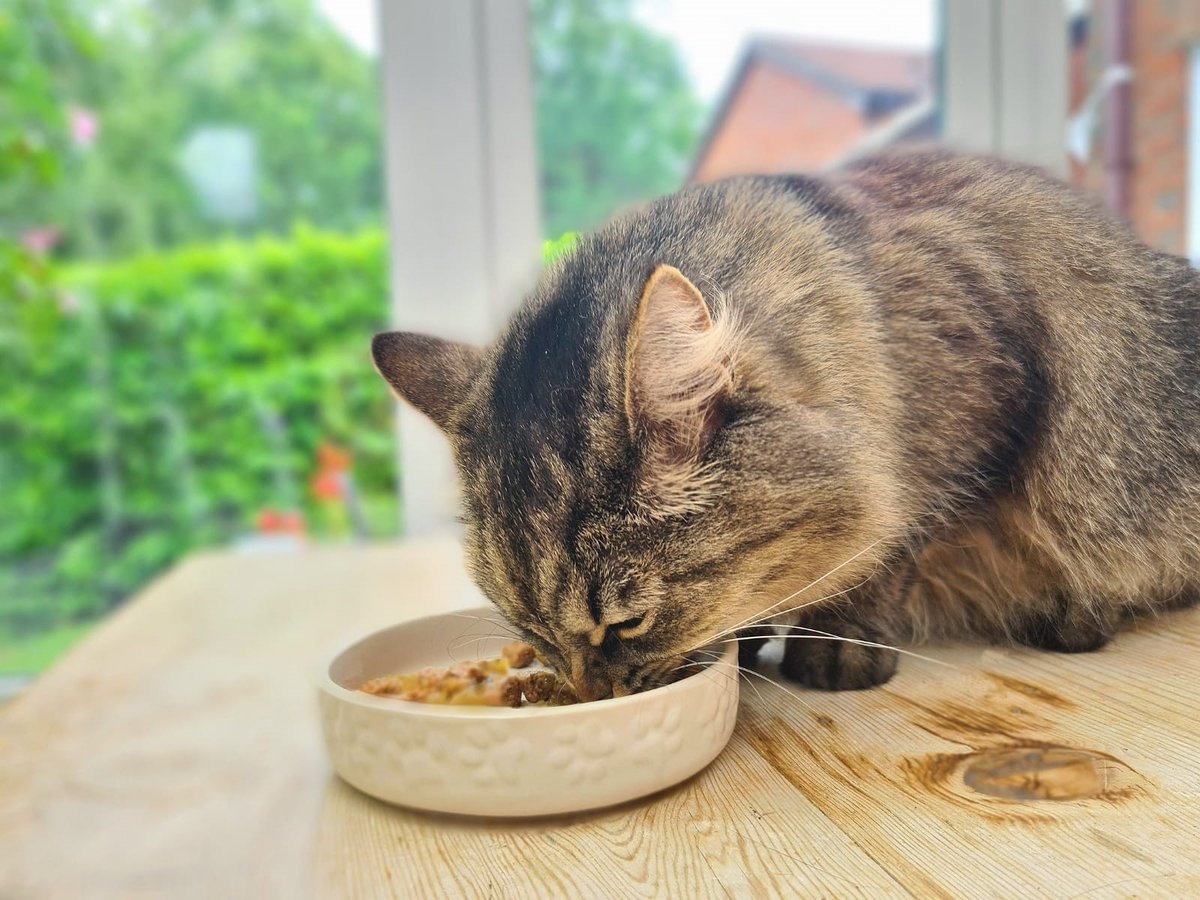 fitzpatrickref's tweet photo. In light of recent reports in the news about feline #pancytopenia &amp; FSA's @foodgov #catfoodrecall, we can confirm our internal medicine team at our #Guildford hospital is accepting vet referrals for cats suffering with this condition. 

More details > 
https://t.co/oR08LgcnNk https://t.co/CZnJEaEx8p