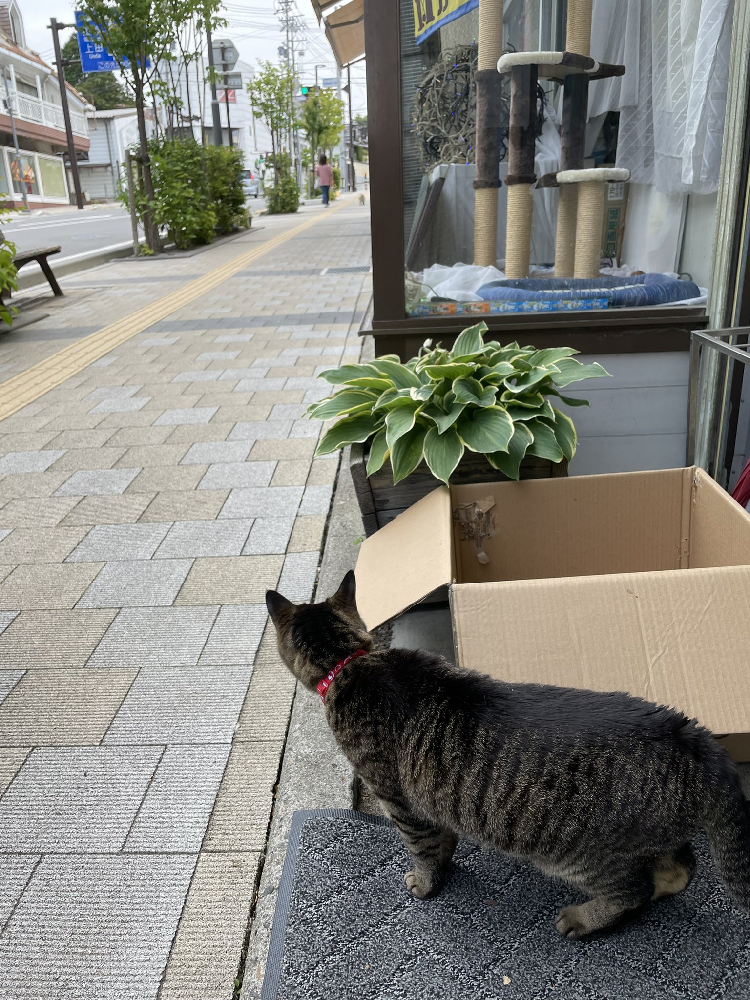 ねこがいる文具店万年堂 近所のワンちゃんがお店の前を散歩していた時 段ボールの影から見 ていたのに 遠ざかったら身をのり出しワンちゃんを見るシマ子店長でした T Co Ma7vyx1ktt Twitter