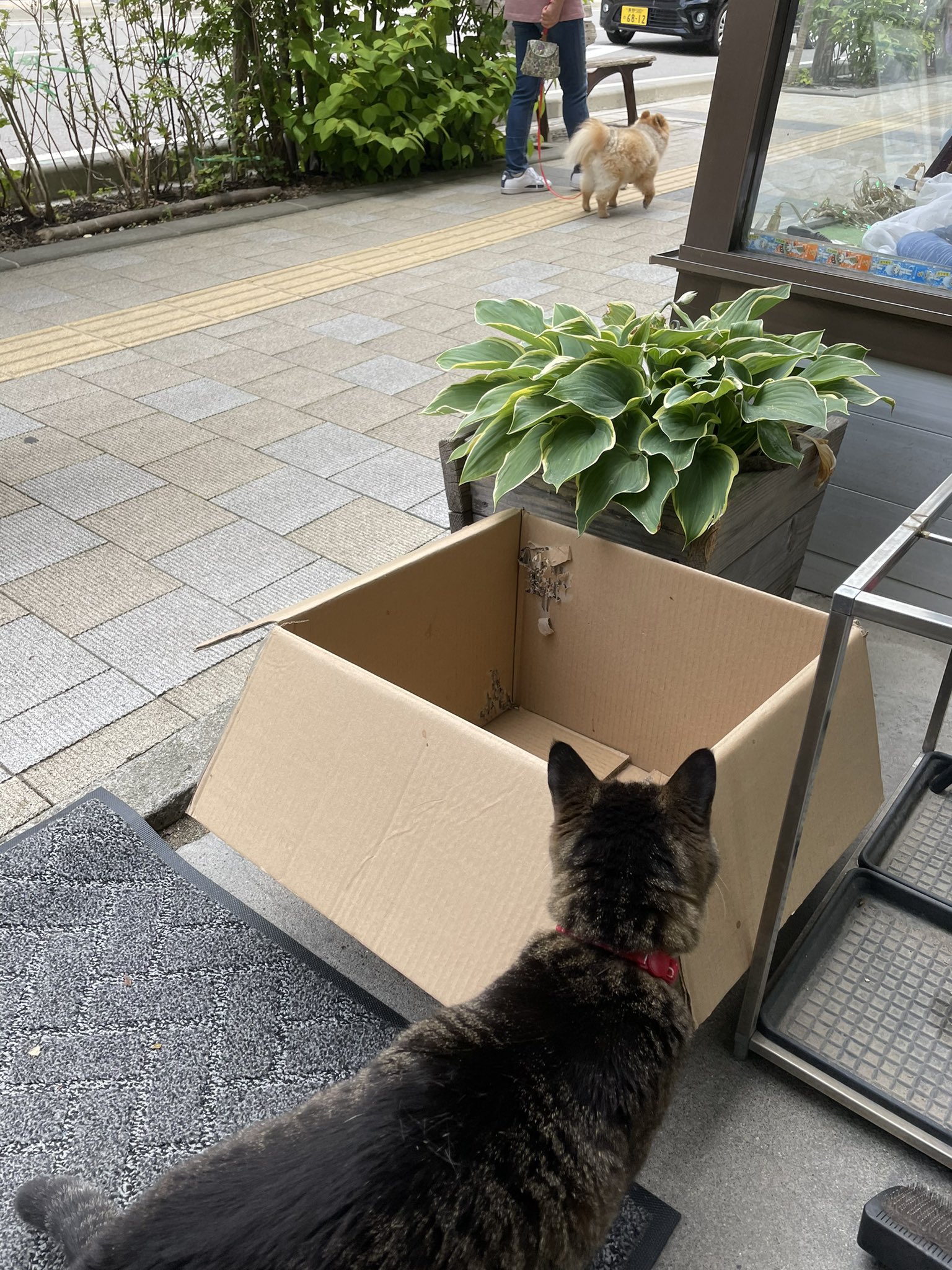 ねこがいる文具店万年堂 近所のワンちゃんがお店の前を散歩していた時 段ボールの影から見 ていたのに 遠ざかったら身をのり出しワンちゃんを見るシマ子店長でした T Co Ma7vyx1ktt Twitter