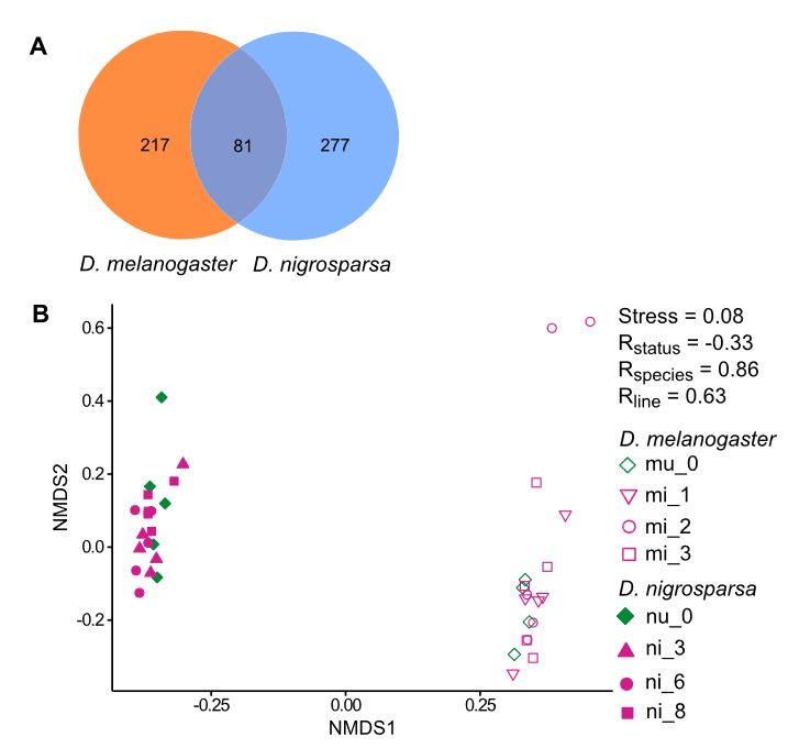 Mol_Ecol's tweet photo. Paper out in @SciReports!

Differential #geneexpression in #Drosophila #melanogaster and D. #nigrosparsa infected with the same #Wolbachia strain

https://t.co/YMvSWUD1aH

@dmatted @schimaer #NGS #RNAseq https://t.co/NbXbPNwwVk