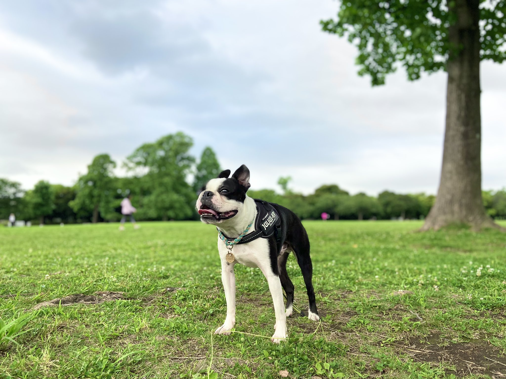 Iggy イギー ボストンテリア Iggy The Dog Twitter