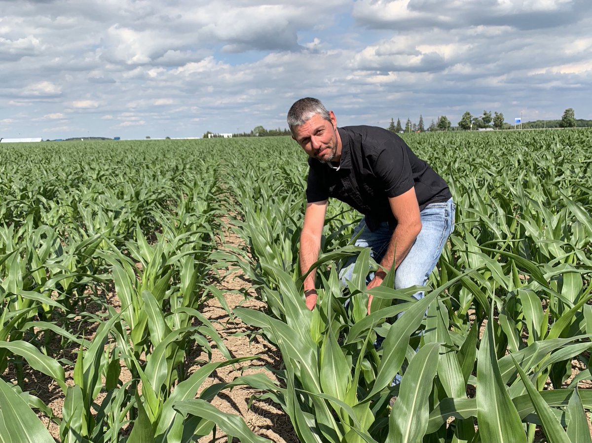 Catching up with @Farmerstrang in his multi-hybrid, twin row 7.5 inch #corn in strip till. We’ll the story on a new episode of The Sharpe Edge <a href="/realagriculture/">RealAgriculture</a> ⁦<a href="/Maizex/">Maizex Seeds</a>⁩