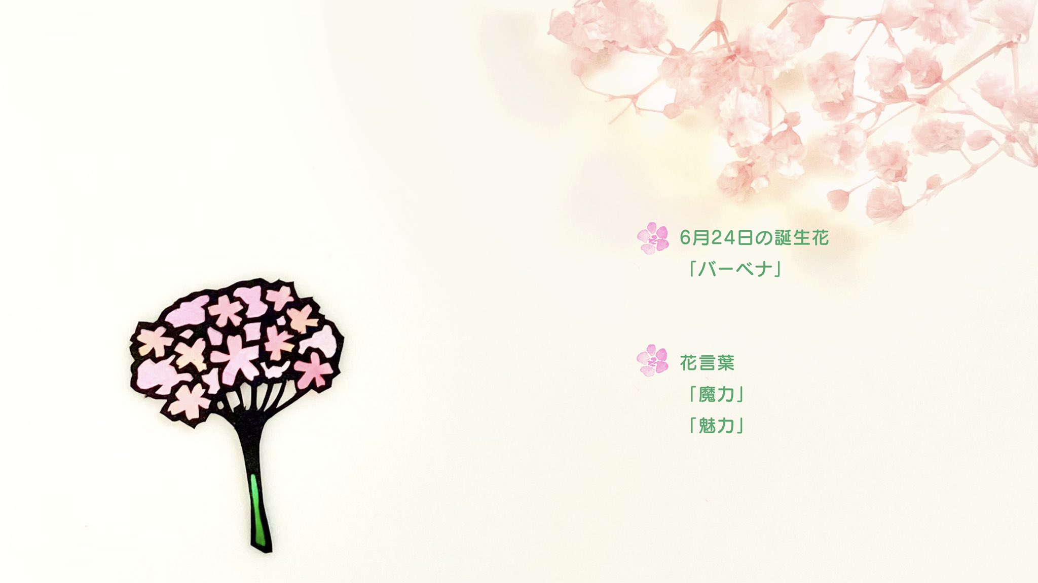 ふわりん ひゃくななじゅうろくりんめ 6月24日の誕生花 バーベナ を切りました 花言葉は 魔力 魅力 です 色別だとピンクは 家族の和合 です 本日がお誕生日のフォロワー様 いらっしゃいましたら おめでとうございます ﾉ