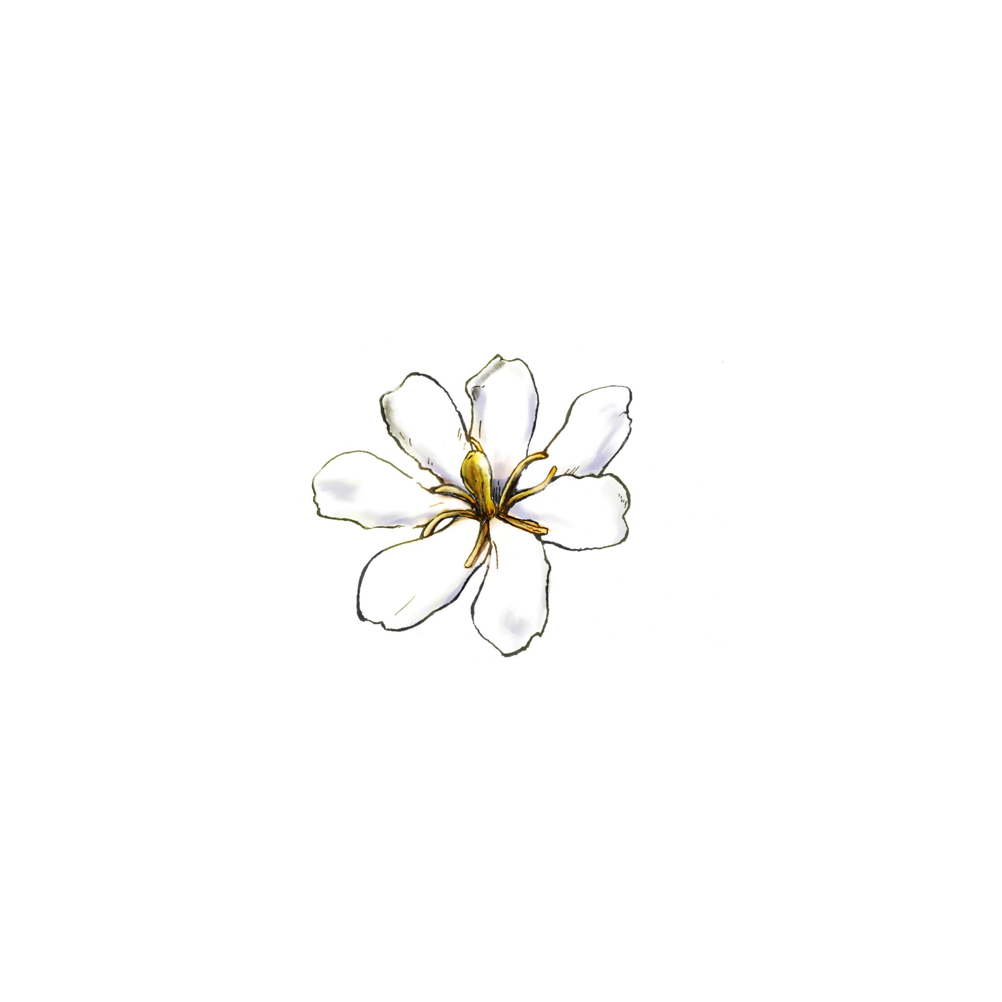 船津光廣 イラストレーター クチナシ 2日に1絵 イラスト 絵 水彩 花 Illustration Digitalart Digital Flowers Watercolor T Co Skx6y3tmlr Twitter