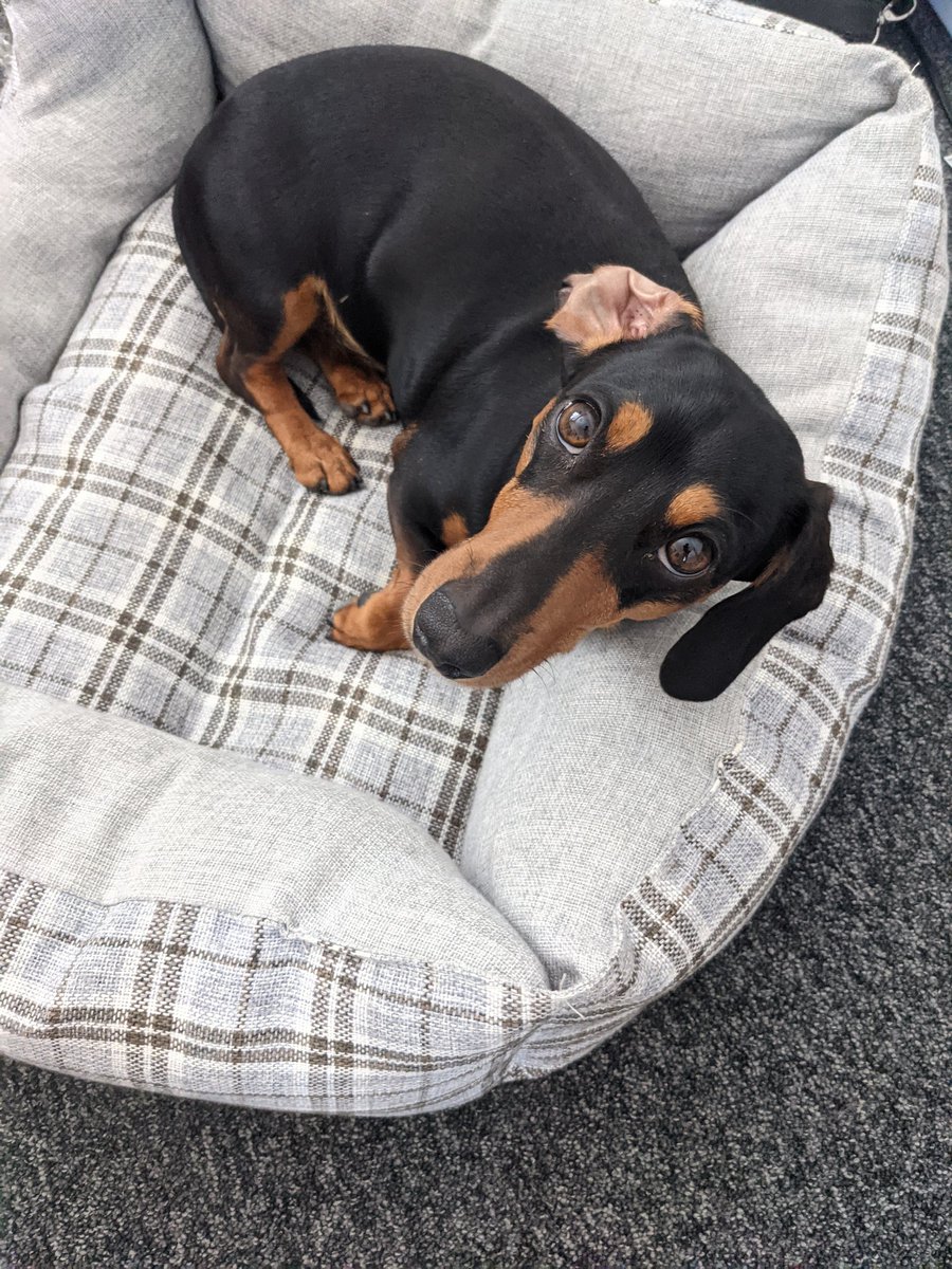 Basepoint_Eves's tweet photo. Here's a regular at @Basepoint_Eves. His name is Barry and can be found in the manager's office. Pop in to say hi to Barry! #dogfriendly #evesham #localbusiness #office https://t.co/h5eBBCuxlD