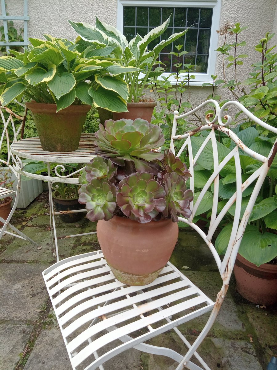 PollyWaterside's tweet photo. I bought this plant a few weeks ago. It's been on every garden table or surface, even in the house and summerhouse, now it's plonked on this chair. I have no idea where to put it permanently 🤔 Feel quite sorry for it now #NoFixedAbode https://t.co/Jj90fYTAiL