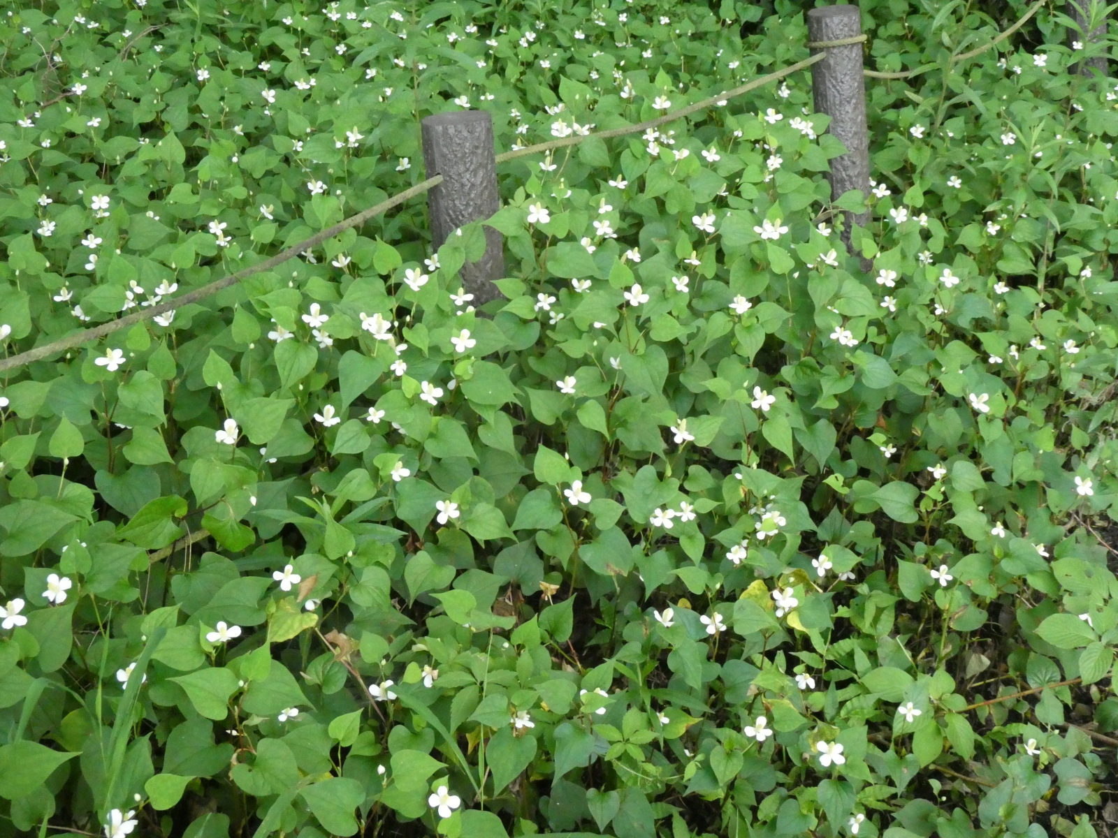 久遠澪 Mioq その輪の外側 Auf Twitter ドクダミ ドクダミ科 公園の水辺で撮影 でもどこにでも生えてる ゲンノショウコ センブリと並び三大薬草と言われ様々な効能がある一方で 地下茎による無尽蔵な繁殖で辺り一面を埋め尽くす厄介な雑草の印象が強い そうい
