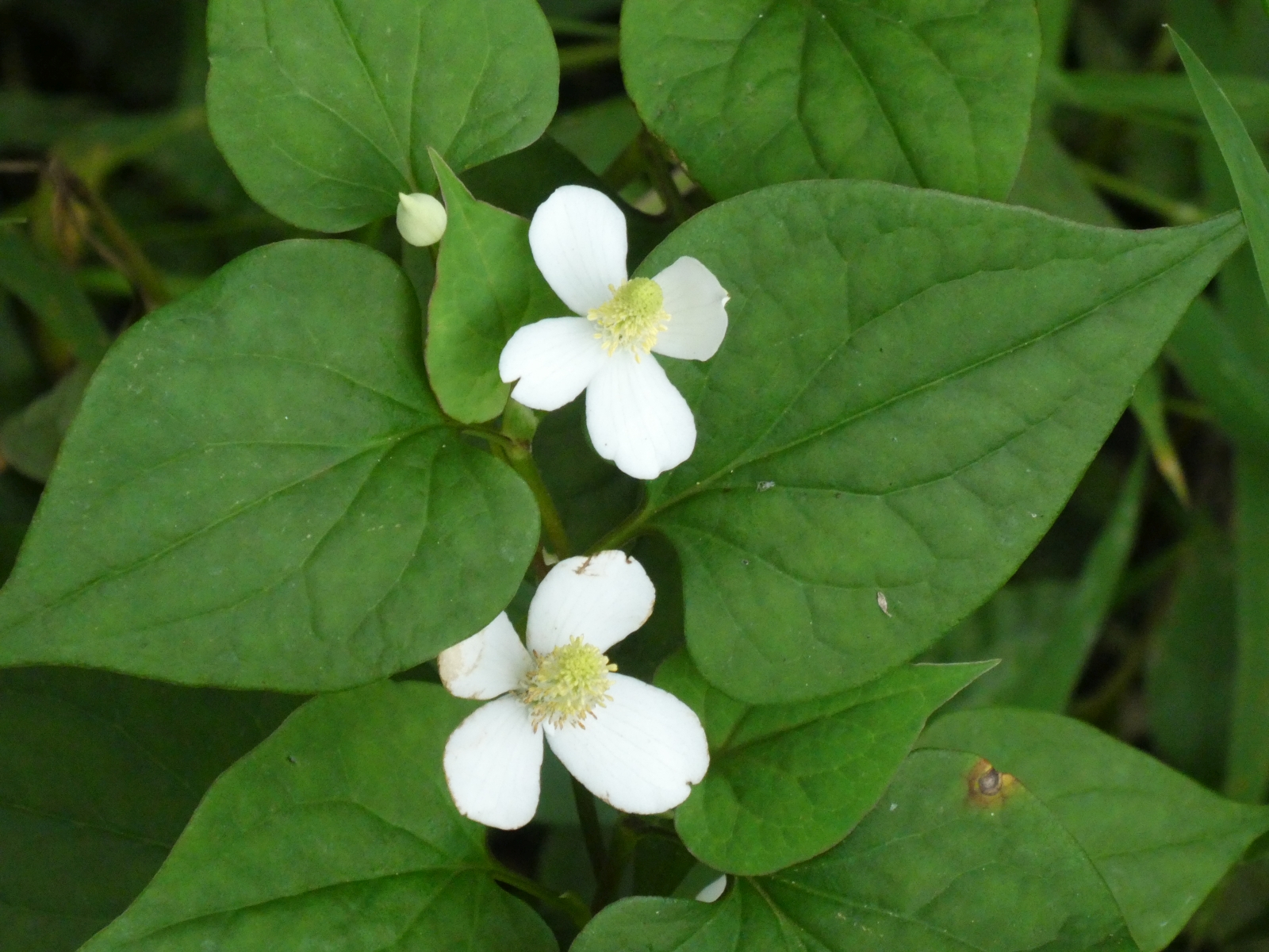 久遠澪 Mioq その輪の外側 Auf Twitter ドクダミ ドクダミ科 公園の水辺で撮影 でもどこにでも生えてる ゲンノショウコ センブリと並び三大薬草と言われ様々な効能がある一方で 地下茎による無尽蔵な繁殖で辺り一面を埋め尽くす厄介な雑草の印象が強い そうい