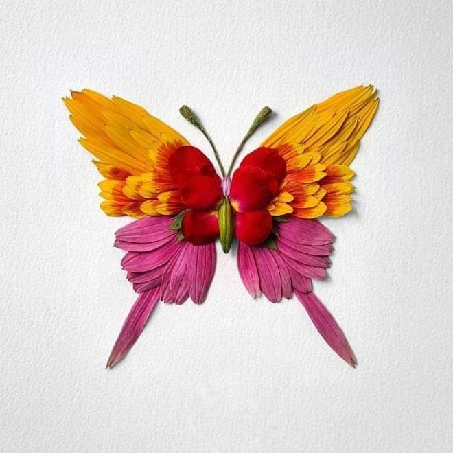 Neevika_'s tweet photo. निशब्द . फूलों से बनाई तितली
Artist : Unknown 
#butterfly #art #flowerart https://t.co/CtJO12rpTC
