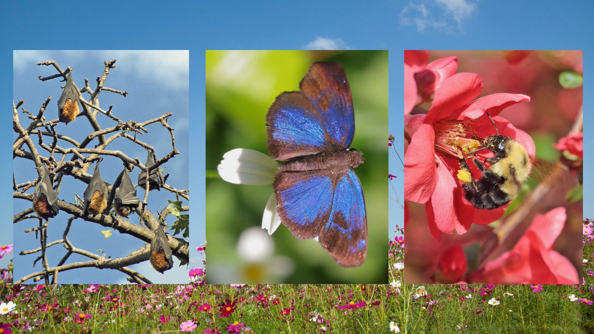 OneHealthUofG's tweet photo. It's #pollinatorweek! #DYK that pollinators like bats, butterflies, and bees, provide 1 out of 3 bites of
food we eat? Protecting and restoring native habitats improves pollinator health and supports local farmers who grow our food, which in turn supports all of us. #OneHealth https://t.co/TSphka0Dl5