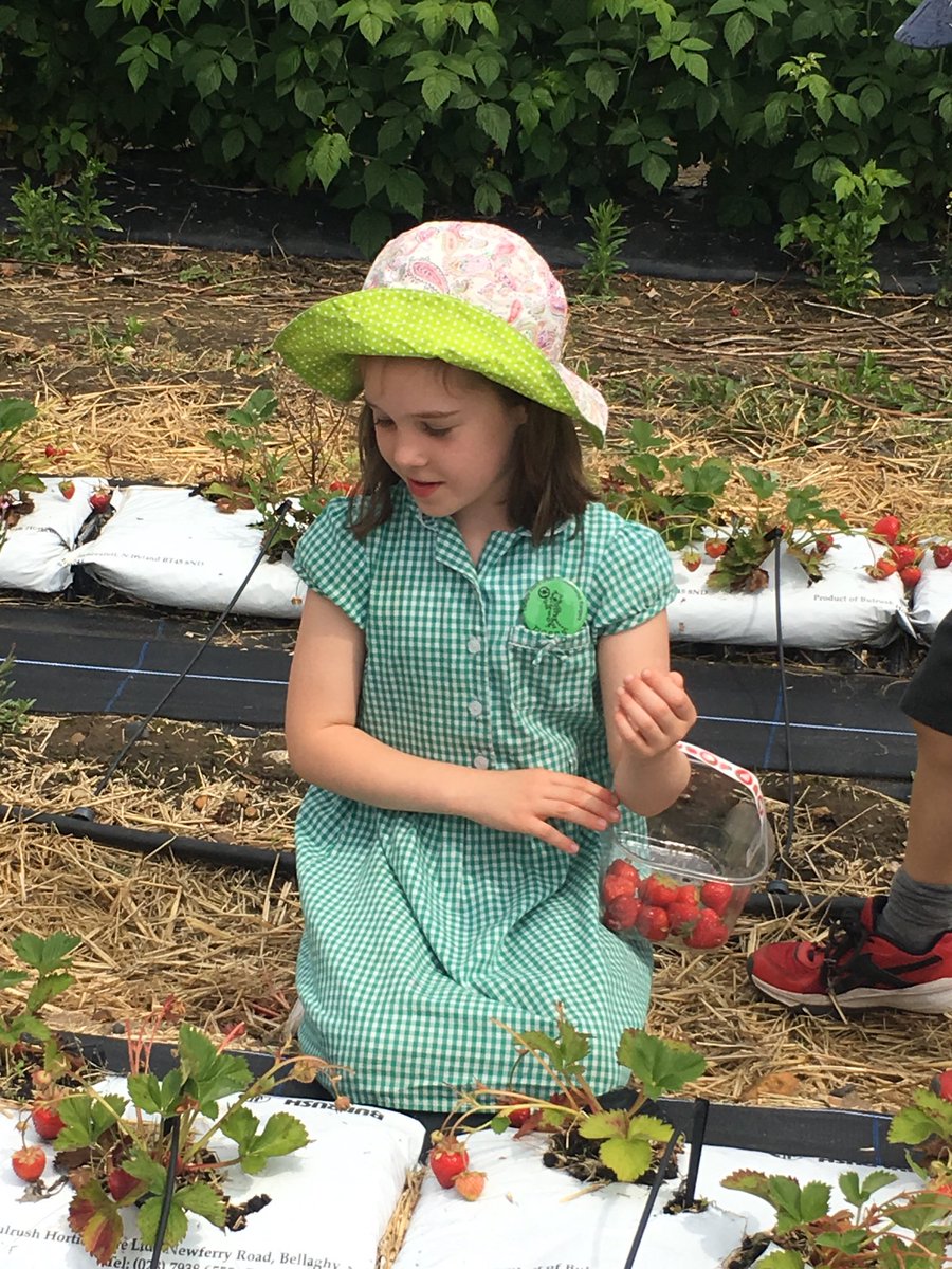 rachel72h's tweet photo. Great fun strawberry picking with ⁦@trafinfants⁩ ⁦@WholeFoodsUK⁩             ⁦@sfmtweet⁩ https://t.co/vIzrRvDRbI