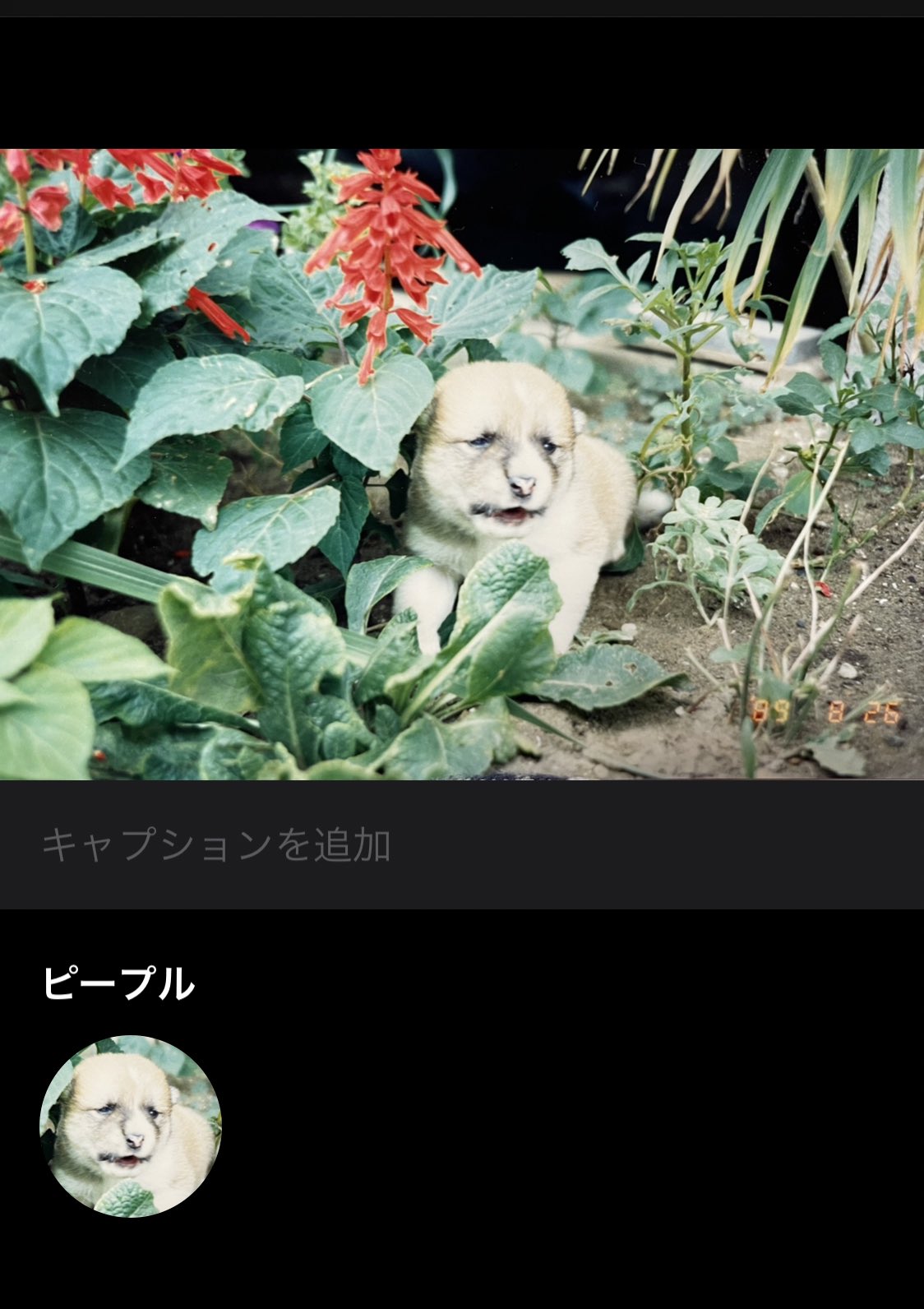 ち く 和 知人からかつて飼っていたという犬の自慢写真が送られてきたが これ 人面犬 なのでは Iphoneでもピープル判定されてる 2才の頃に何者かに誘拐されてしまったそうです T Co R2k96srs8p Twitter