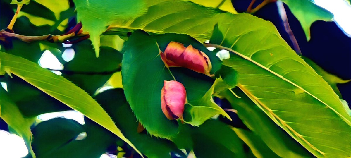 tt_eru's tweet image. #Mysteriousobject
#fox
#pond
#謎の物体
#キツネ
#池
#写真で伝える私の世界 
#写真好きな人と繫がりたい 
#ファインダー越しの私の世界